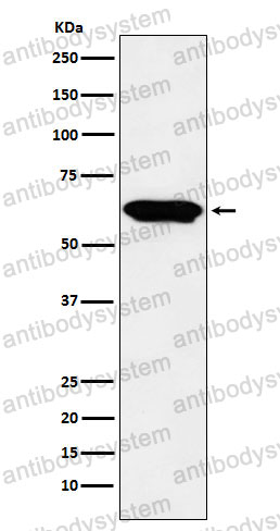 Anti-E2F4 Antibody (R2G85)