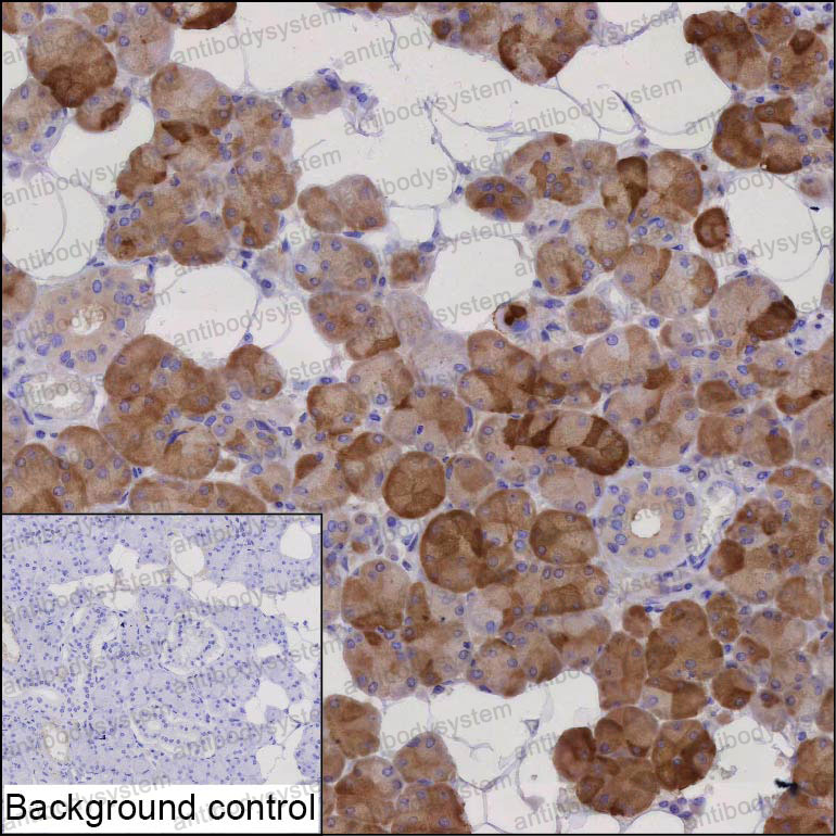 Anti-PRR4 Antibody (R3U28)
