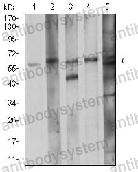Western blot for Anti-CDC37 Antibody (R3U35) ?>