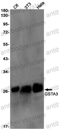 Anti-GSTA3 Antibody (R2H48)