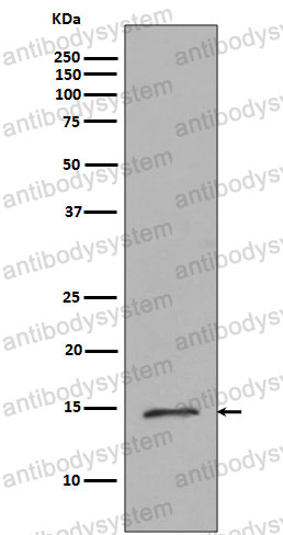 Anti-Histone H2B (monomethyl R79) Antibody (R1C12)