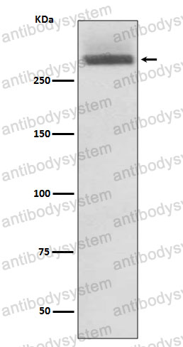 Anti-LAMA3 Antibody (R2H55)