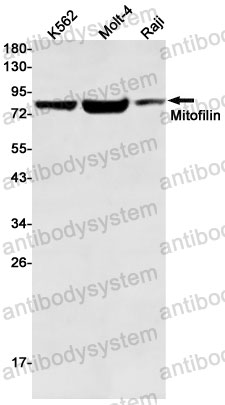 Anti-IMMT Antibody (R2H63)