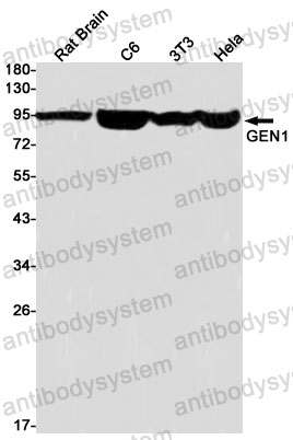 Anti-GEN1 Antibody (R2H64)