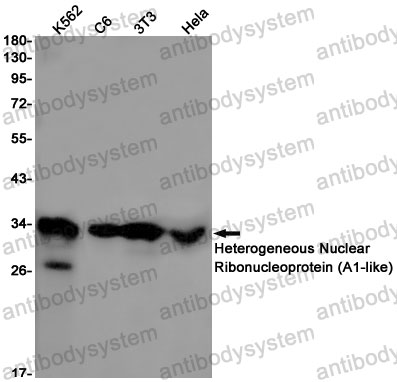 Anti-HNRNPA1L2 Antibody (R2H68)