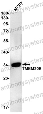 Anti-TMEM30B Antibody (R2H69)