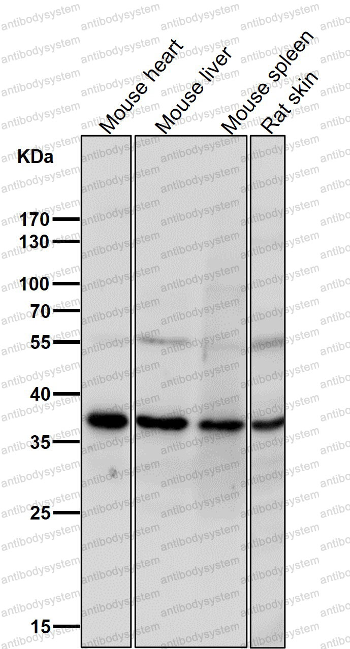 Anti-TIMM50 Antibody (R2H70)