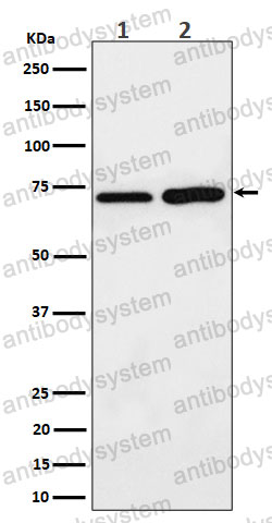 Anti-PREPL Antibody (R2H74)