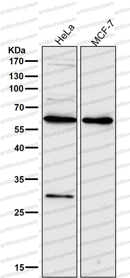 Anti-PDCD4 Antibody (R2H78)