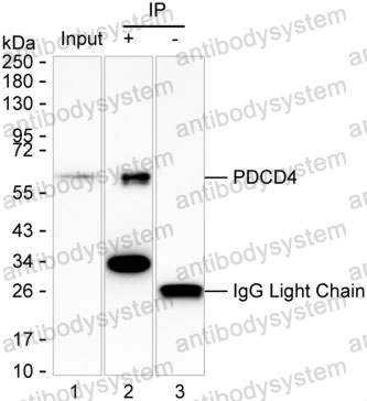 Immunoprecipitation for Anti-PDCD4 Antibody (R3U84) ?>