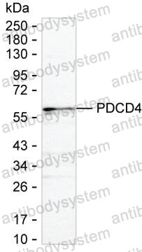 Western blot for Anti-PDCD4 Antibody (R3U84) ?>