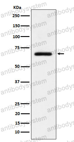 Anti-USP39 Antibody (R1A42)