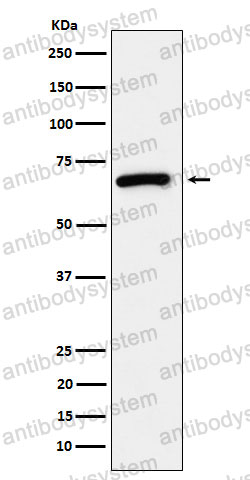 Anti-USP39 Antibody (R2H81)
