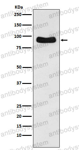 Anti-Cenexin1/ODF2 Antibody (R2H82)