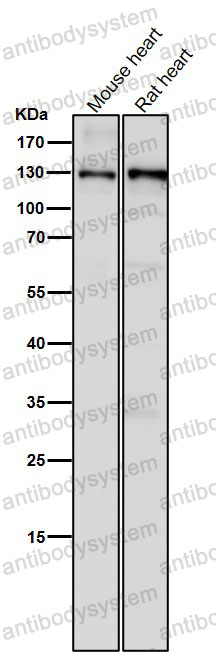 Anti-CC2D1A Antibody (R2H88)