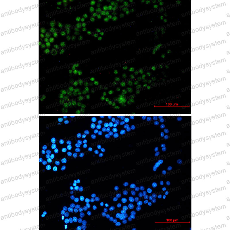 Anti-CRTC3 Antibody (R2H90)