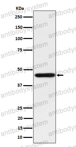 Anti-HOMER1 Antibody (R2J05)