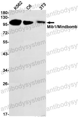 Anti-MIB1 Antibody (R2J07)