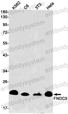 Anti-FNDC5 Antibody (R2J16)