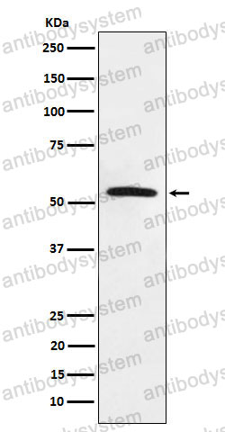 Anti-MLKL Antibody (R2J18)
