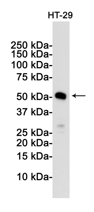 Anti-MLKL Antibody (R2J19)