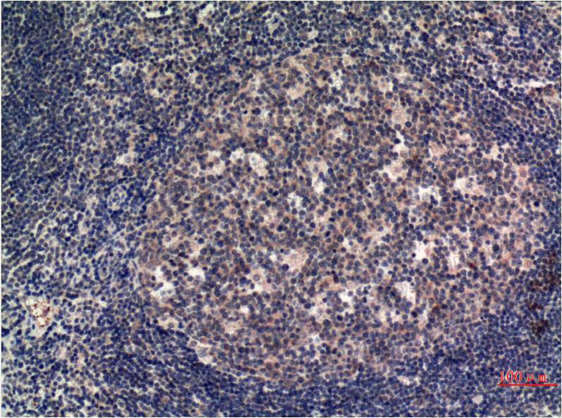 Anti-MLKL Antibody (R3V41)