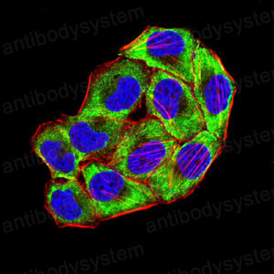Immunofluorescence for Anti-CD85k/LILRB4/ILT3 Antibody (R3V42) ?>
