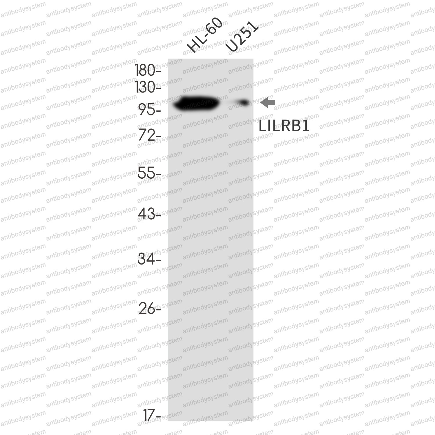 Anti-CD85j/LILRB1/ILT2 Antibody (R2J26)