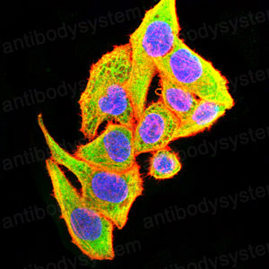 Anti-SLC2A14 Antibody (R3V45)
