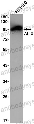 Anti-PDCD6IP/ALIX Antibody (R2J32)