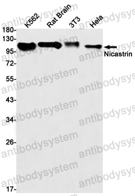 Anti-NCSTN Antibody (R2J37)