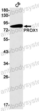 Anti-PROX1 Antibody (R2J50)