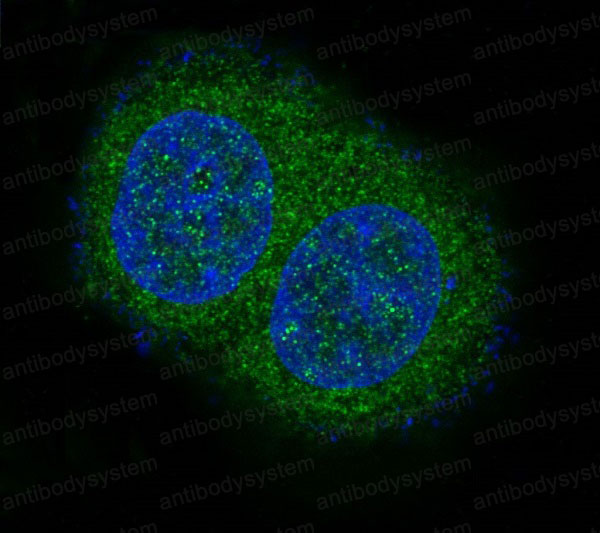 Anti-proCASP10 Antibody (R2J51)