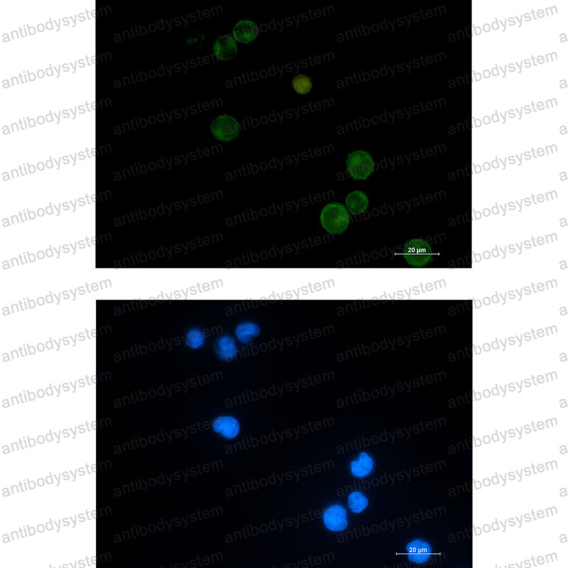Anti-CD100/SEMA4D Antibody (R2J54)