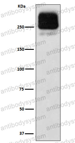 Anti-ABCC2 Antibody (R2J56)