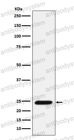 Anti-BMF Antibody (R2J71)
