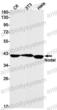 Anti-NODAL Antibody (R2J75)