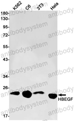 Anti-HBEGF Antibody (R2J77)
