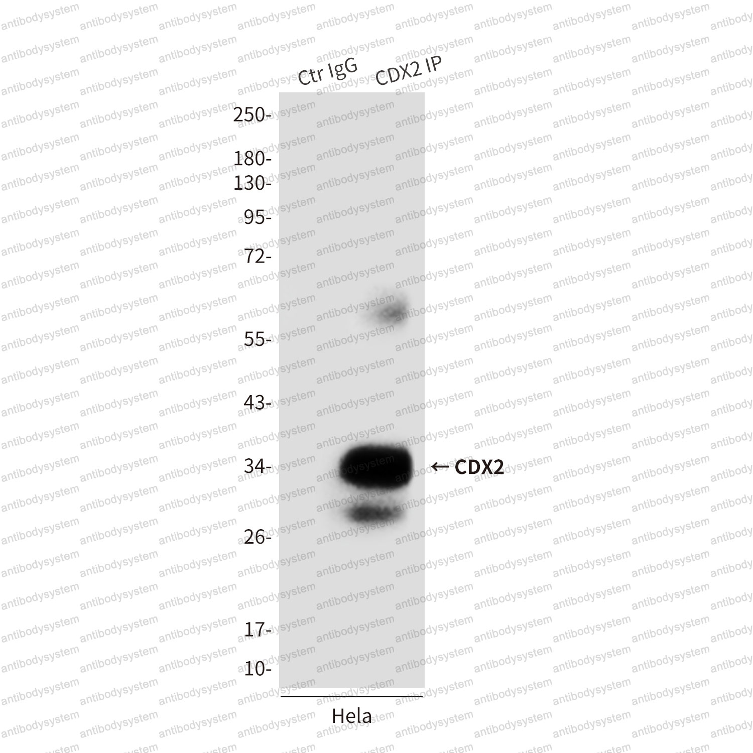 Immunoprecipitation for Anti-CDX2 Antibody (R3W03) ?>