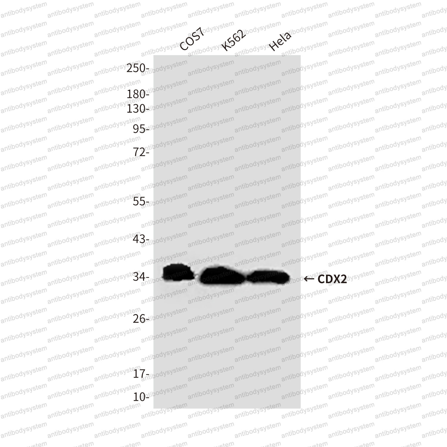Western blot for Anti-CDX2 Antibody (R3W03) ?>