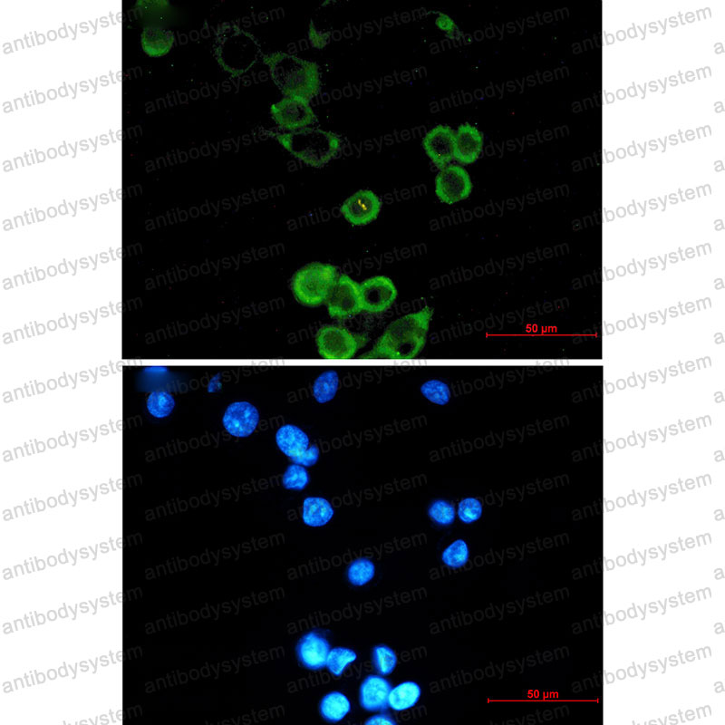 Anti-ATG5 Antibody (R2K16)