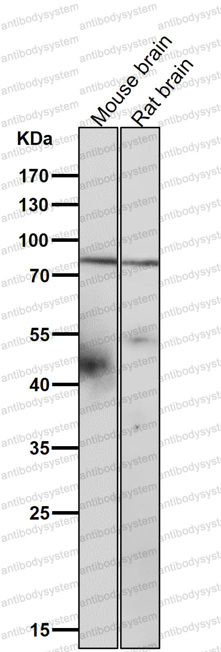 Anti-SMURF2 Antibody (R2K23)