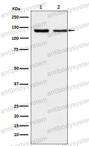 Anti-XPO5 Antibody (R2K24)