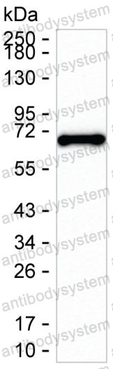 Anti-IL23A/IL-23p19 Antibody (R3W76)