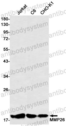 Anti-MMP26 Antibody (R2K41)