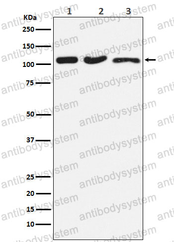 Anti-DISC1 Antibody (R2K42)