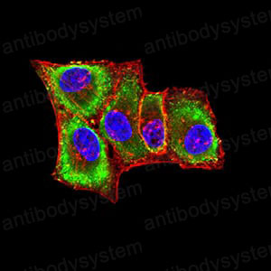 Immunofluorescence for Anti-PLXNA1/Plexin-A1 Antibody (R3X39) ?>