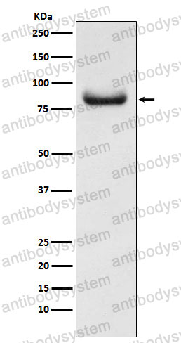 Anti-APPL1 Antibody (R2K81)