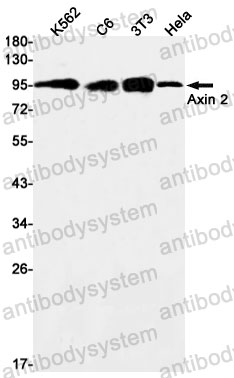 Anti-AXIN2 Antibody (R2L08)