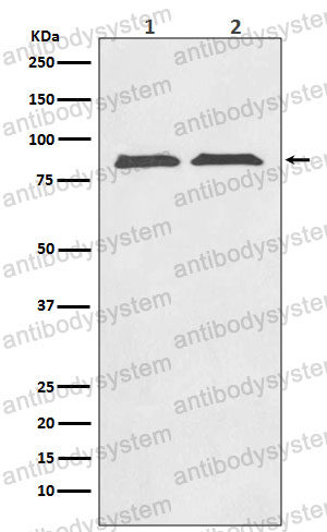 Anti-AXIN2 Antibody (R2L07)